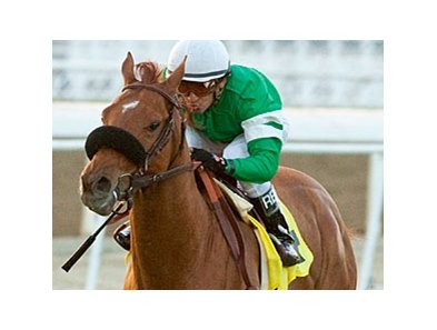 Caracortado won the 2012 Daytona Stakes.
