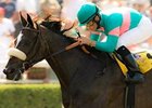 Zenyatta <br><a target="blank" href="http://www.bloodhorse.com/horse-racing/photo-store?ref=http%3A%2F%2Fgallery.pictopia.com%2Fbloodhorse%2Fgallery%2FS613064%2Fphoto%2F6136162%2F%3Fo%3D26">Order This Photo</a>
