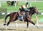 Tonalist<br><a target="blank" href="http://photos.bloodhorse.com/BreedersCup/2014-Breeders-Cup/Works/i-dF73XpT">Order This Photo</a>
