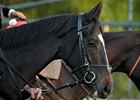 TrueNicks: Chasing a Mate for The Fugue TrueNicks: Chasing a Mate for The Fugue
