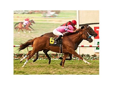 City to City (outside) and All Star Heart finished a nose apart in the John C. Mabee Stakes.