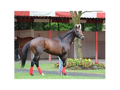 Fort Larned
<br><a target="blank" href="http://photos.bloodhorse.com/AtTheRaces-1/at-the-races-2013/27257665_QgCqdh#!i=2658858465&k=fHhzHs3">Order This Photo</a>