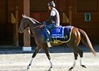 Majesticperfection Heads Airdrie Stud Roster Majesticperfection Heads Airdrie Stud Roster