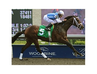 Exhi thoroughly dominated his three rivals in the Victoria Park Stakes at Woodbine.