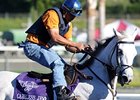 Careless Jewel galloping at Santa Anita.<br><a target="blank" href="http://www.bloodhorse.com/horse-racing/photo-store?ref=http%3A%2F%2Fpictopia.com%2Fperl%2Fgal%3Fprovider_id%3D368%26ptp_photo_id%3D8597906%26ref%3Dstory">Order This Photo</a>