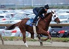 Groupie Doll breezed a half mile Nov. 16 on the Belmont Park training track.
<br><a target="blank" href="http://photos.bloodhorse.com/AtTheRaces-1/at-the-races-2013/27257665_QgCqdh#!i=2910679522&k=cbRdQ5z">Order This Photo</a>