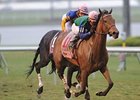 Changing Skies won the Very One at Gulfstream on Feb. 27.<br><a target="blank" href="http://www.bloodhorse.com/horse-racing/photo-store?ref=http%3A%2F%2Fpictopia.com%2Fperl%2Fgal%3Fprovider_id%3D368%26ptp_photo_id%3D8813146%26ref%3Dstory">Order This Photo</a>