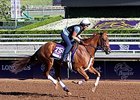 Top Decile <br><a target="blank" href="http://photos.bloodhorse.com/BreedersCup/2014-Breeders-Cup/Works/i-zBF3Gc7">Order This Photo</a>