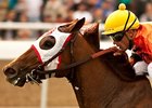 Multiple Graded Winner Broken Dreams Retired Multiple Graded Winner Broken Dreams Retired