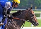 Paynter Beats Laminitis, Still Fights Colitis Paynter Beats Laminitis, Still Fights Colitis
