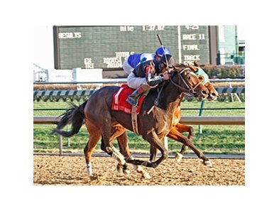 Arena Elvira tries to extend her winning streak to six in the Sixty Sails Handicap.