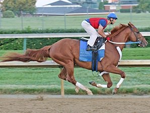 It's Back to Work for Curlin It's Back to Work for Curlin