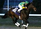Grade III Winner Lady Belsara Retired Grade III Winner Lady Belsara Retired