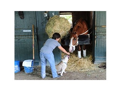 Shackleford
<br><a target="blank" href="http://photos.bloodhorse.com/AtTheRaces-1/at-the-races-2012/22274956_jFd5jM#!i=2004496456&k=C8wmRCq">Order This Photo</a>