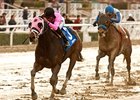 Comma to the Top leads them home in the Daytona Stakes at Santa Anita.