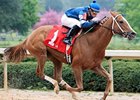 Cosmo Girl is entered to compete in the Endine Stakes.