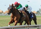 Animal Kingdom takes on Point of Entry and four others in the Gulfstream Park Turf Handicap.