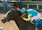 Zensational winning the Triple Bend Handicap at Hollywood Park in July.<br><a target="blank" href="http://www.bloodhorse.com/horse-racing/photo-store?ref=http%3A%2F%2Fpictopia.com%2Fperl%2Fgal%3Fprovider_id%3D368%26ptp_photo_id%3D8301303%26ref%3Dstory">Order This Photo</a>