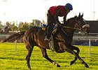 Lucayan Well-Spotted in Hollywood Turf Cup Lucayan Well-Spotted in Hollywood Turf Cup