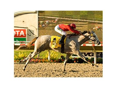Del Mar Debutante winner Stardom Bound takes on some familiar foes in the Oak Leaf Stakes.<br><a target="blank" href="http://www.bloodhorse.com/horse-racing/photo-store?ref=http%3A%2F%2Fpictopia.com%2Fperl%2Fgal%3Fprovider_id%3D368%26ptp_photo_id%3D5782816%26ref%3Dstory">Order This Photo</a>