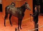 Mizdirection, hip 104, sold for $2.7 million dollars.