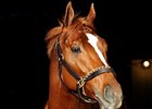 Curlin officially shares the accolade of being the best horse to have raced in North America.<br><a target="blank" href="http://www.bloodhorse.com/horse-racing/photo-store?ref=http%3A%2F%2Fpictopia.com%2Fperl%2Fgal%3Fprovider_id%3D368%26ptp_photo_id%3D3277646%26ref%3Dstory">Order This Photo</a>
