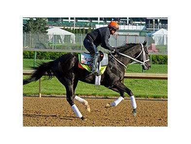 Black Onyx<br><a target="blank" href="http://photos.bloodhorse.com/TripleCrown/2013-Triple-Crown/Kentucky-Derby-Workouts/29026796_jvcnn8#!i=2485749098&k=5W9rPL5">Order This Photo</a>