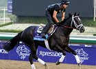 Shanghai Bobby<br><a target="blank" href="http://photos.bloodhorse.com/BreedersCup/2012-Breeders-Cup/Works/26130247_gxH6nS#!i=2188894445&k=mbHKZBV">Order This Photo</a>
