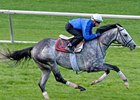 Turallure working at Keeneland 10/24/2011
<br><a target="blank" href="http://www.bloodhorse.com/horse-racing/photo-store?ref=http%3A%2F%2Fpictopia.com%2Fperl%2Fgal%3Fprovider_id%3D368%26ptp_photo_id%3D9717202%26ref%3Dstory">Order This Photo</a>