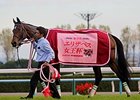 Lachesis wins the Queen Elizabeth II Satkes in Japan.
<br><a target="blank" href="http://photos.bloodhorse.com/AtTheRaces-1/At-the-Races-2014/i-nFGsHrb">Order This Photo</a>