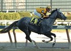 Grade III winner Elusive Lady will be the probable favorite in the Florida Oaks.<br><a target="blank" href="http://www.bloodhorse.com/horse-racing/photo-store?ref=http%3A%2F%2Fpictopia.com%2Fperl%2Fgal%3Fprovider_id%3D368%26ptp_photo_id%3D3852476%26ref%3Dstory">Order This Photo</a>