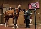 Potesta, Princess Arabella Bring Big Prices Potesta, Princess Arabella Bring Big Prices