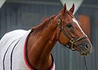Wise Dan