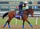 Executiveprivilege
<br><a target="blank" href="http://photos.bloodhorse.com/BreedersCup/2012-Breeders-Cup/Works/26130247_gxH6nS#!i=2189108879&k=FTFDBqx">Order This Photo</a>