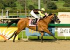 Dearest Trickski romps to victory in the Sunshine Millions Filly & Mare Sprint.<br><a target="blank" href="http://www.bloodhorse.com/horse-racing/photo-store?ref=http%3A%2F%2Fpictopia.com%2Fperl%2Fgal%3Fprovider_id%3D368%26ptp_photo_id%3D3399773%26ref%3Dstory">Order This Photo</a>