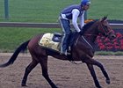 Mine That Bird and Charlie Figueroa at Pimlico Preakness Week.<br><a target="blank" href="http://www.bloodhorse.com/horse-racing/photo-store?ref=http%3A%2F%2Fpictopia.com%2Fperl%2Fgal%3Fprovider_id%3D368%26ptp_photo_id%3D8114690%26ref%3Dstory">Order This Photo</a>