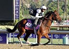 Alterite
<br><a target="blank" href="http://photos.bloodhorse.com/BreedersCup/2013-Breeders-Cup/Breeders-Cup/32986083_QMHXWK#!i=2873730500&k=nh6Z9Tg">Order This Photo</a>