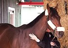 Orb arrives at Pimlico 5/13/2013.