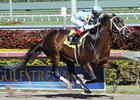 Verrazano<br><a target="blank" href="http://photos.bloodhorse.com/AtTheRaces-1/at-the-races-2013/27257665_QgCqdh#!i=2347592135&k=kFFNNMR">Order This Photo</a>