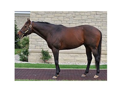 Ghostzapper
<br><a target="blank" href="http://photos.bloodhorse.com/OntheFarm/on-the-farm/22361462_rvkP8w#!p=8&n=15">Order This Photo</a>