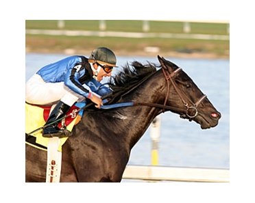 Einstein won the 2006 edition of the Gulfstream Park Turf and finished 3rd last year.