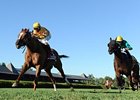 Wise Dan in the Fourstardave.