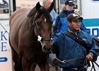 Derby winner and Preakness favorite Big Brown arrives at Pimlico.