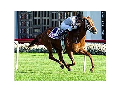 2006 Eclipse Award Champion Dreaming of Anna makes her 4-year-old debut Feb. 16.