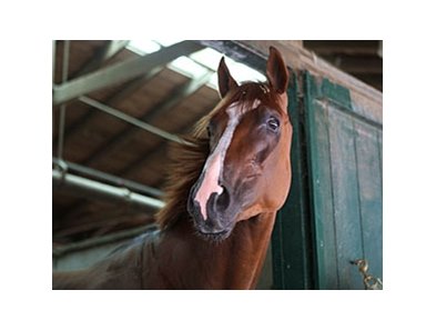 Dullahan settles in at Monmouth Park.