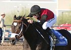 Persuasive Paul wins the Turf Paradise.