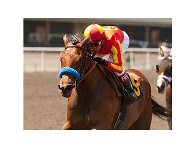 Landaluce winner Executiveprivilege takes on 8 in the Sorrento Stakes.
