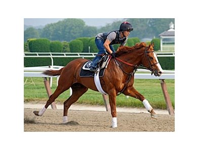 Shackleford at Belmont Park on June 1.<br><a target="blank" href="http://www.bloodhorse.com/horse-racing/photo-store?ref=http%3A%2F%2Fpictopia.com%2Fperl%2Fgal%3Fprovider_id%3D368%26ptp_photo_id%3D9546203%26ref%3Dstory">Order This Photo</a>