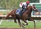 Trappe Shot, Calibrachoa Battle in True North Trappe Shot, Calibrachoa Battle in True North