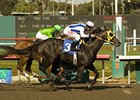 Surf Cat will begin his stallion career at Old English Rancho.<br><a target="blank" href="http://www.bloodhorse.com/horse-racing/photo-store?ref=http%3A%2F%2Fpictopia.com%2Fperl%2Fgal%3Fprovider_id%3D368%26ptp_photo_id%3D4422121%26ref%3Dstory">Order This Photo</a>